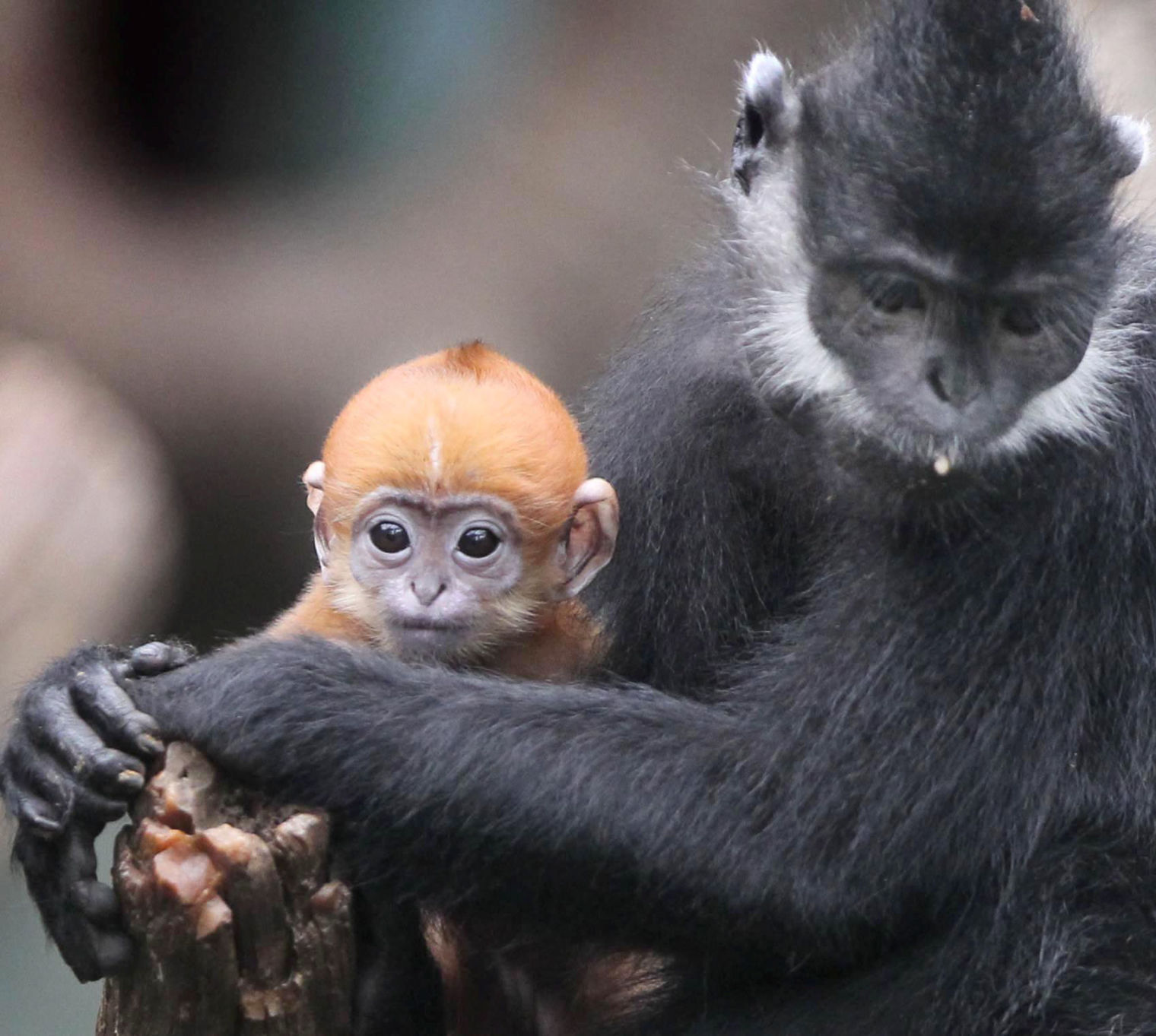 zoo babies